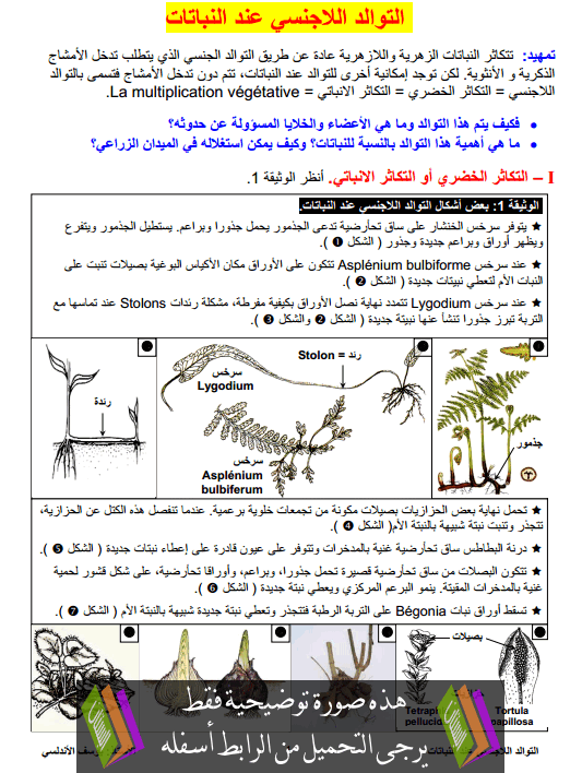 درس التوالد اللاجنسي عند النباتات جذع مشترك علمي وتكنولوجي (علوم الحياة والأرض)