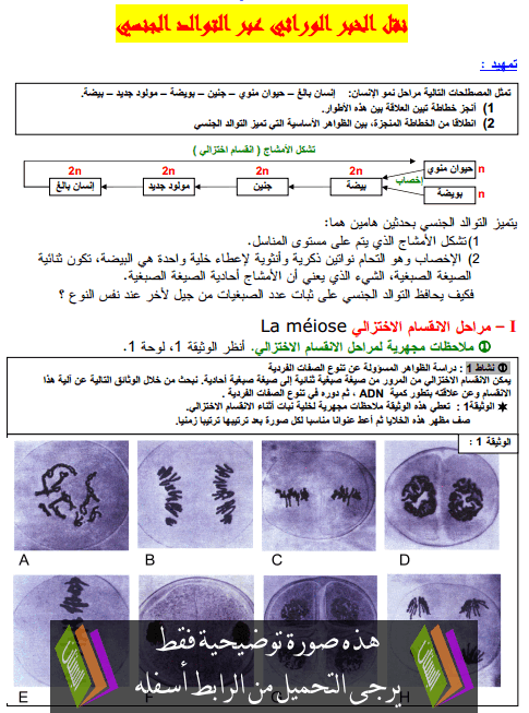 درس نقل الخبر الوراثي عبر التوالد الجنسي – الثانية بكالوريا علوم الحياة والأرض