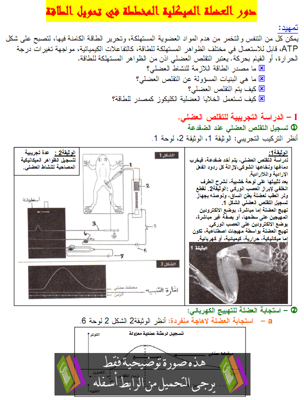 درس علوم الحياة والأرض: دور العضلة الهيكلية المخططة في تحويل الطاقة - الثانية باكالوريا علوم فيزيائية