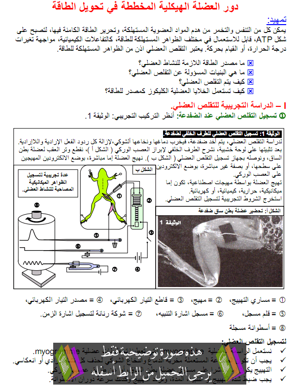 درس دور العضلة الهيكلية المخططة في تحويل الطاقة - علوم الحياة والأرض - الثانية باكالوريا علوم زراعية